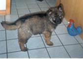 Balou
